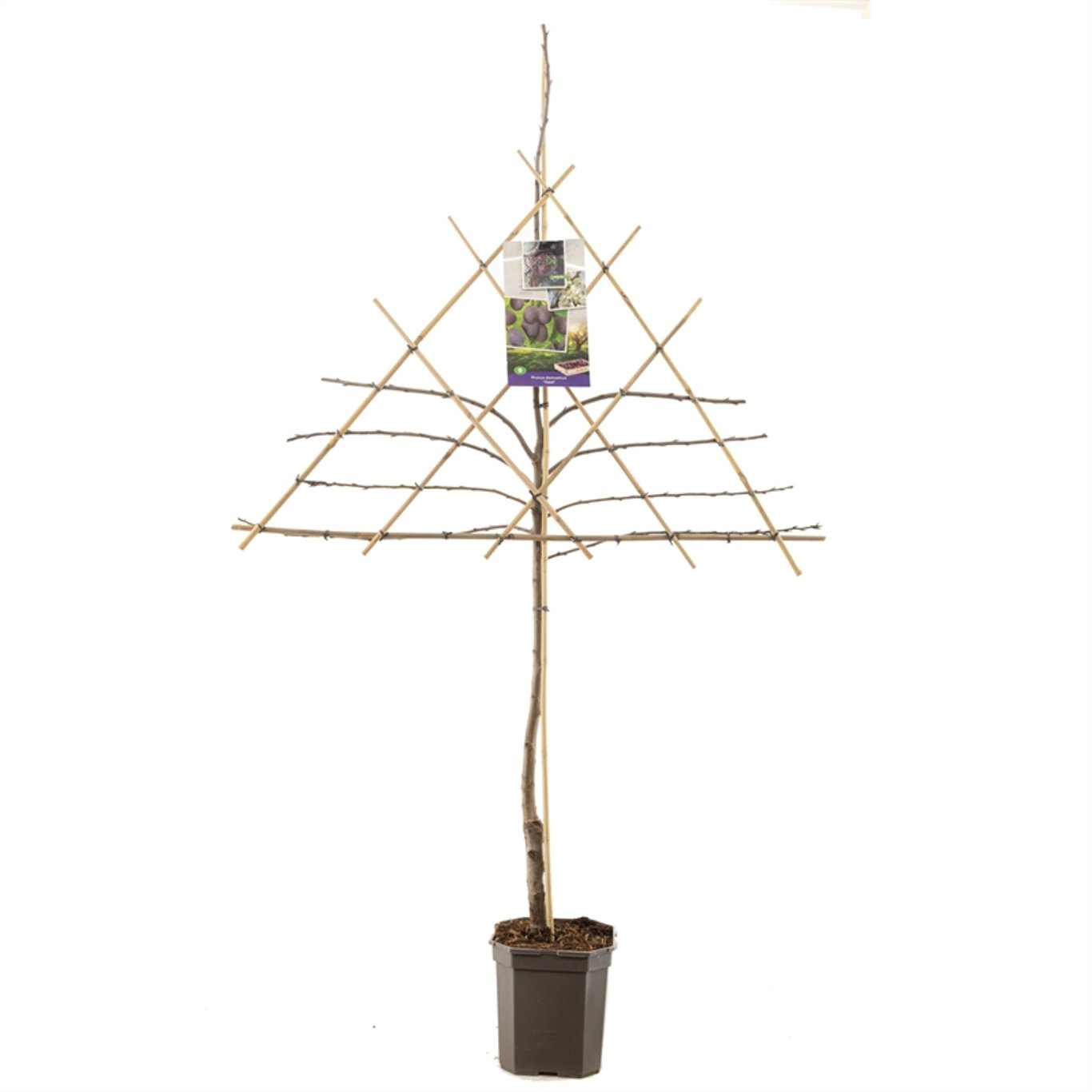 Prunus d. 'Opal' - C7.5 150 CM Espalier